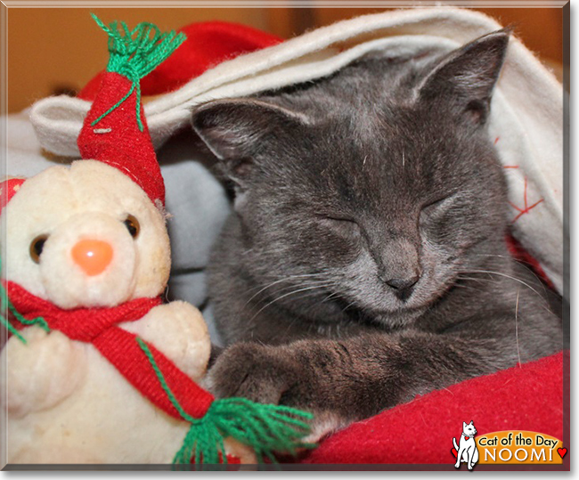 Noomi the Chartreux mix, the Cat of the Day