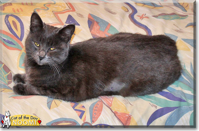 Noomi the Chartreux mix, the Cat of the Day