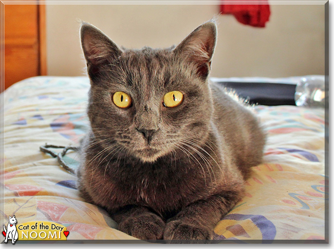 Noomi the Chartreux mix, the Cat of the Day