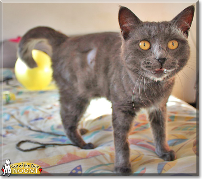 Noomi the Chartreux mix, the Cat of the Day