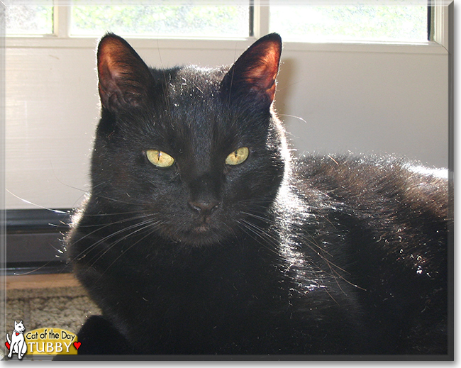 Tubby the Domestic Shorthair, the Cat of the Day