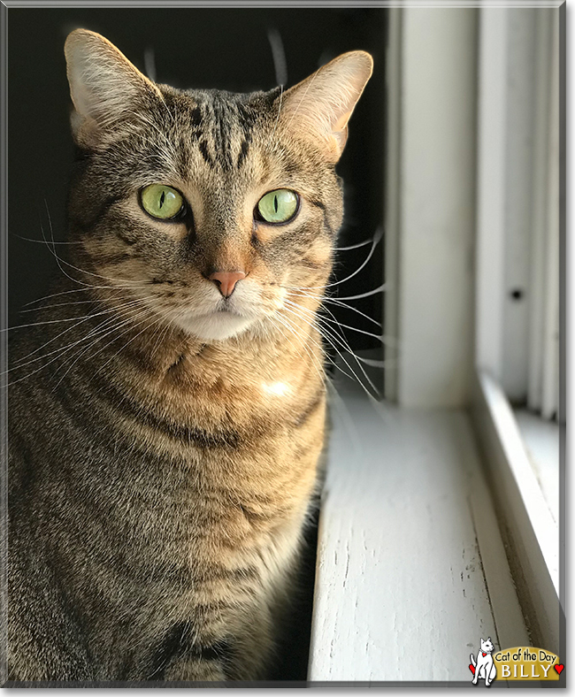 Billy the Brown Tabby, the Cat of the Day