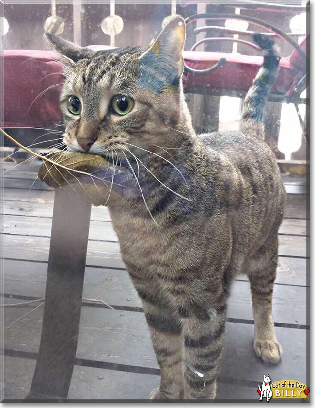 Billy the Brown Tabby, the Cat of the Day