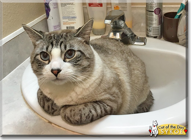 Sykoe the Lynx Point Siamese, the Cat of the Day