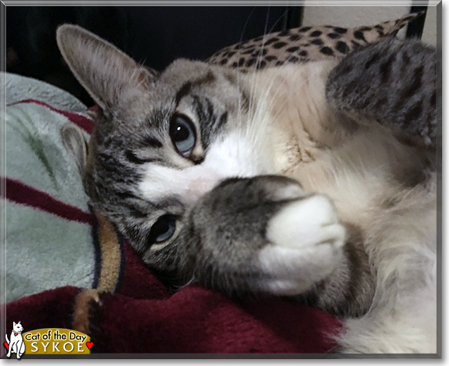 Sykoe the Lynx Point Siamese, the Cat of the Day