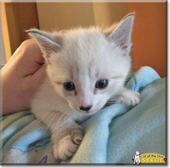 Sykoe the Lynx Point Siamese, the Cat of the Day