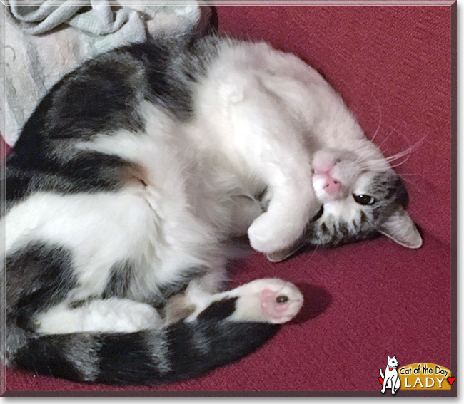 Lady the Calico, Tabby mix, the Cat of the Day