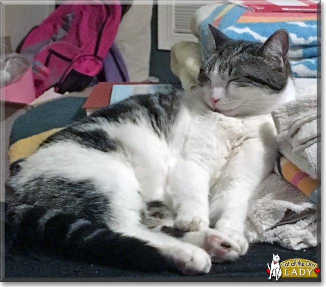 Lady the Calico, Tabby mix, the Cat of the Day