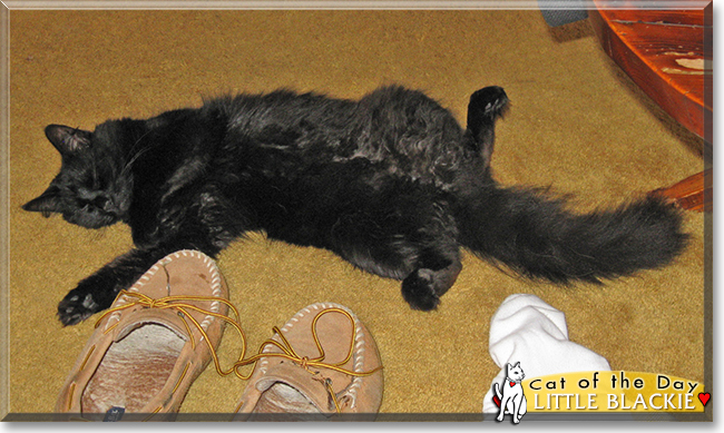 Little Blackie the Domestic Longhair, the Cat of the Day