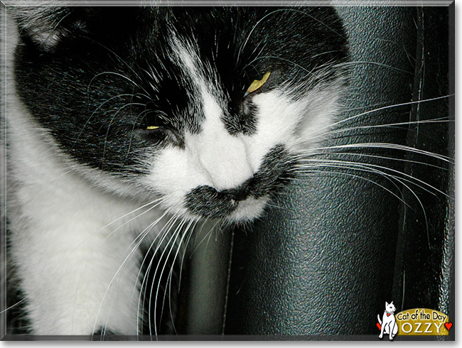 Ozzy the Tuxedo Cat, the Cat of the Day