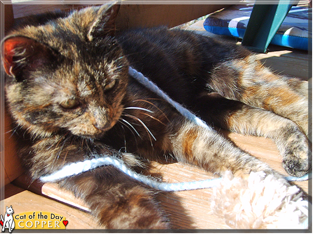 Copper the Tortoiseshell Cross, the Cat of the Day