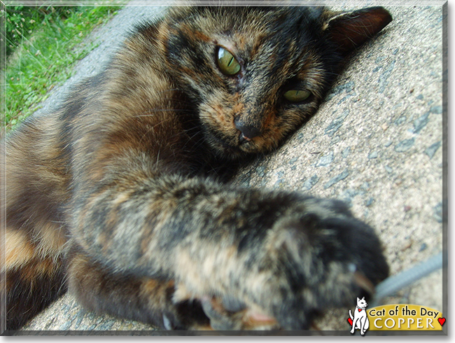 Copper the Tortoiseshell Cross, the Cat of the Day