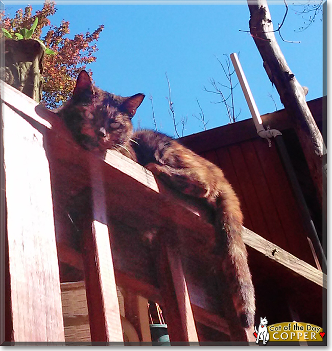 Copper the Tortoiseshell Cross, the Cat of the Day