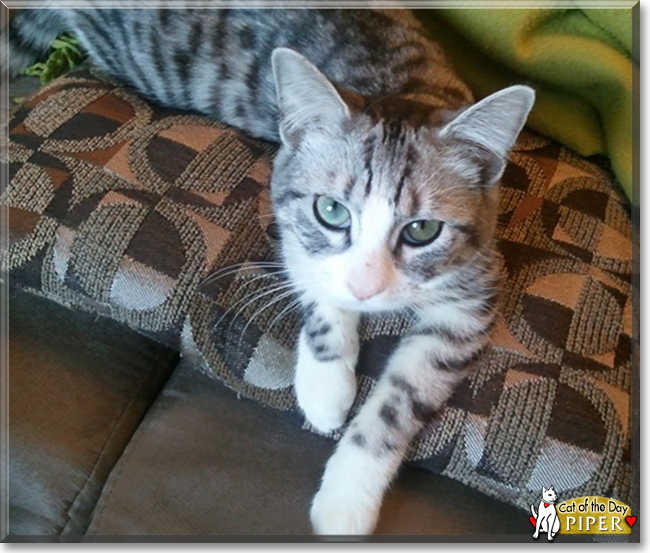 Piper the Silver Tabby, the Cat of the Day