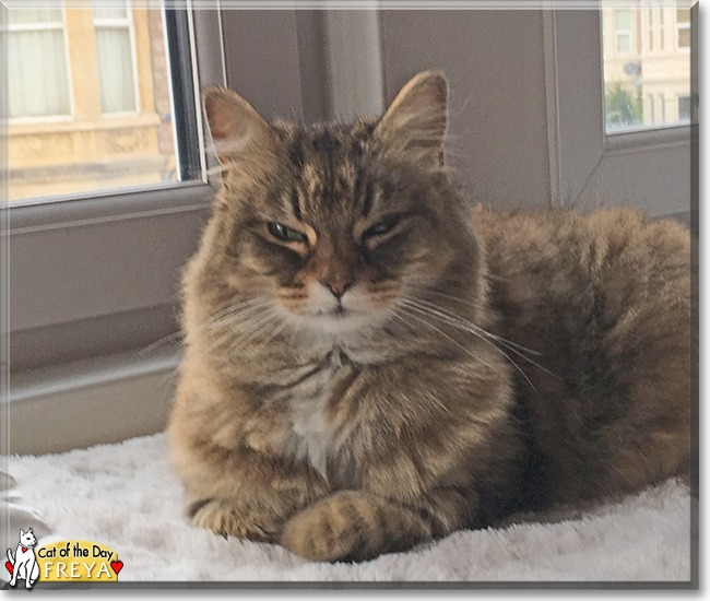 Freya the Domestic Longhair, the Cat of the Day