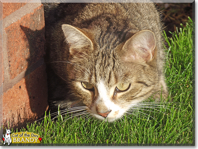 Brandy the British Shorthair Tabby, the Cat of the Day