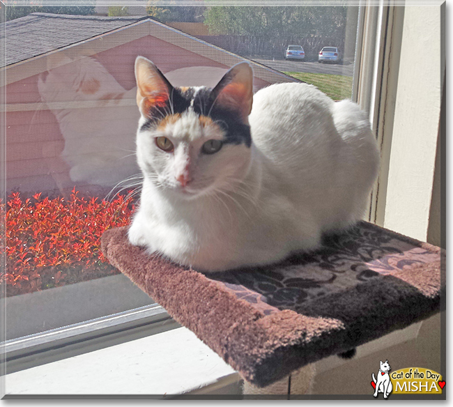 Misha the Calico, the Cat of the Day