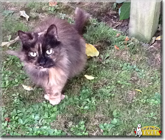 Evee the Long-haired tortoiseshell, the Cat of the Day