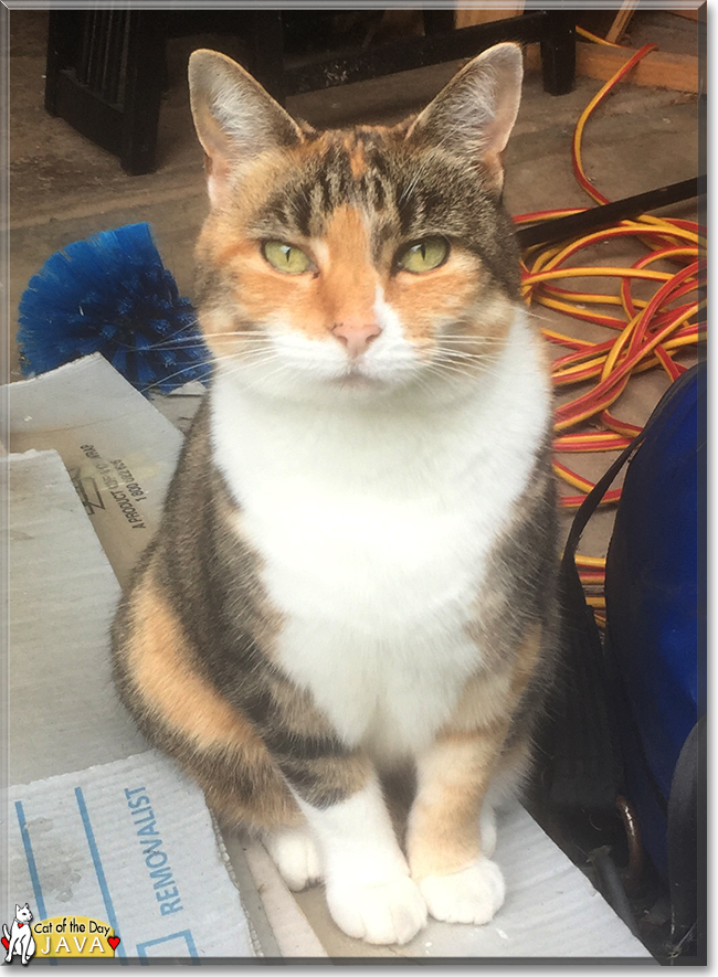 Java the Calico Moggie, the Cat of the Day