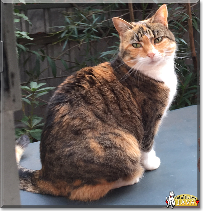 Java the Calico Moggie, the Cat of the Day