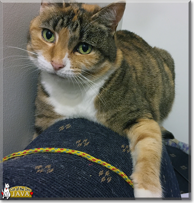 Java the Calico Moggie, the Cat of the Day