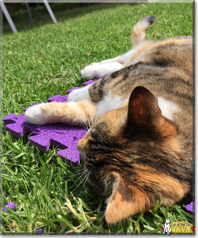 Java the Calico Moggie, the Cat of the Day