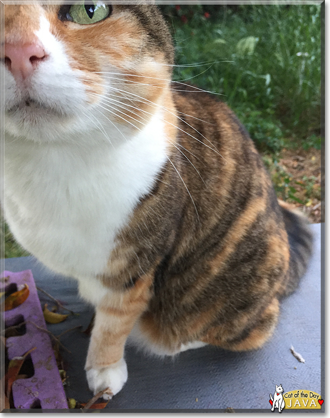 Java the Calico Moggie, the Cat of the Day