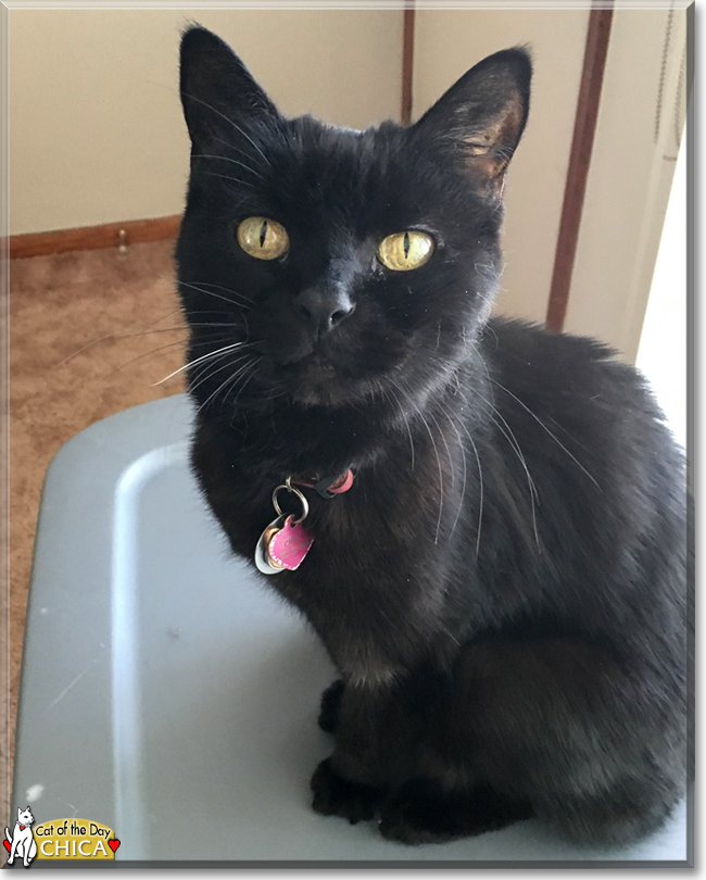 Chica the Manx, the Cat of the Day