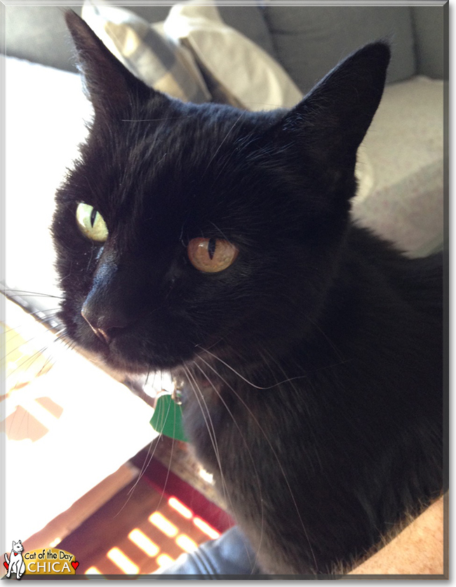 Chica the Manx, the Cat of the Day