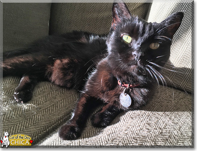 Chica the Manx, the Cat of the Day