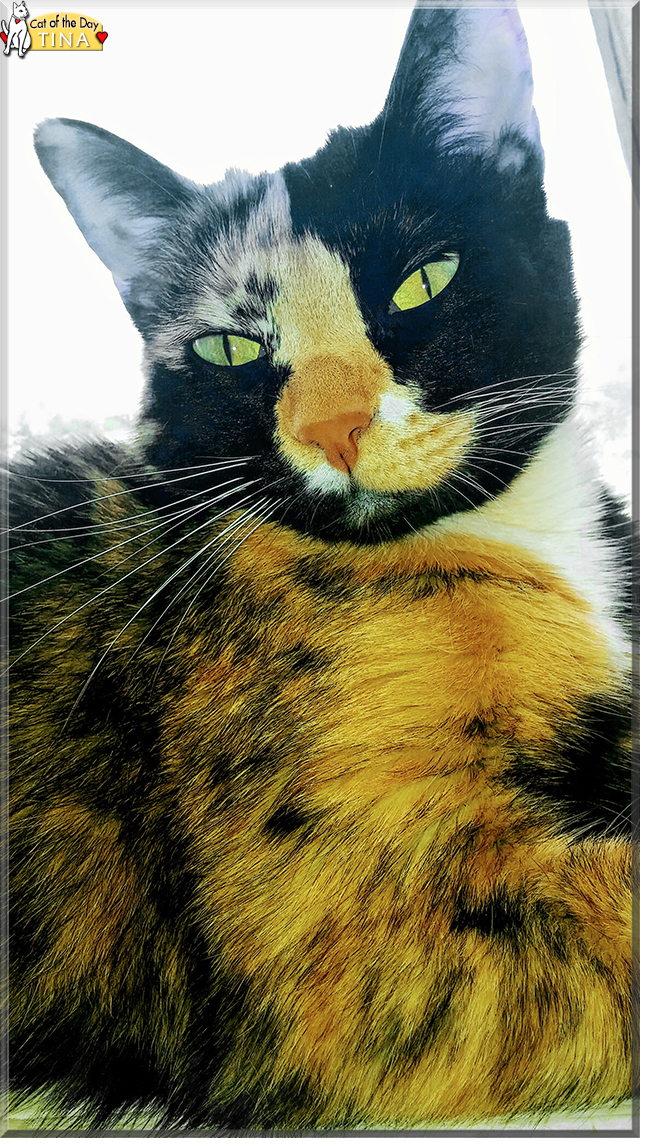 Tina the Tortoiseshell Shorthair, the Cat of the Day