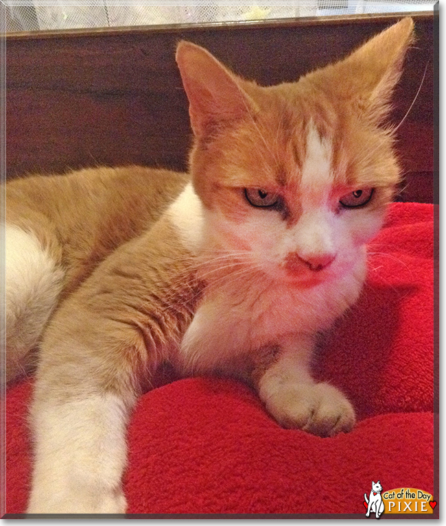 Pixie the Bicolor Shorthair, the Cat of the Day