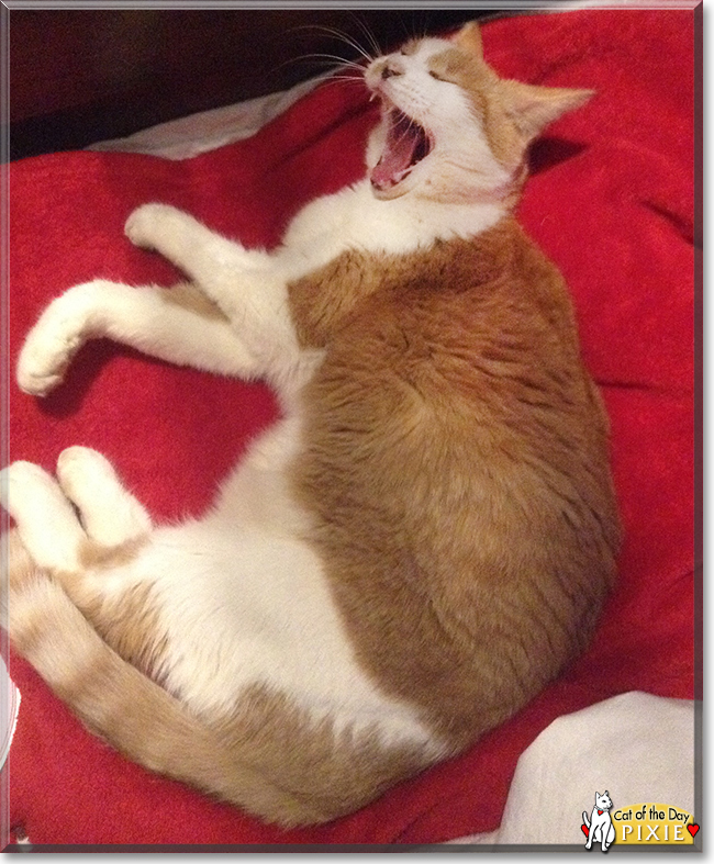 Pixie the Bicolor Shorthair, the Cat of the Day