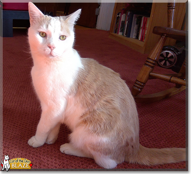 Blaze the Bicolor Shorthair, the Cat of the Day