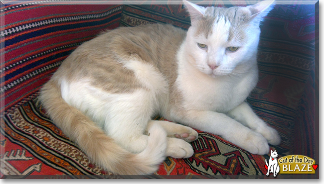 Blaze the Bicolor Shorthair, the Cat of the Day