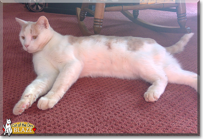 Blaze the Bicolor Shorthair, the Cat of the Day