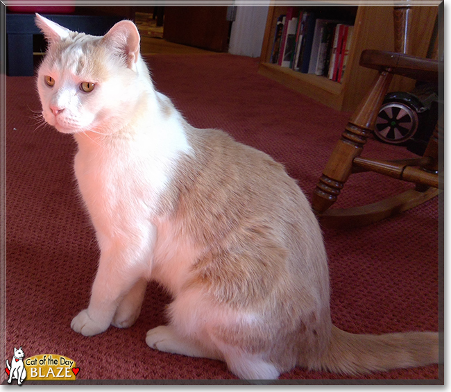 Blaze the Bicolor Shorthair, the Cat of the Day