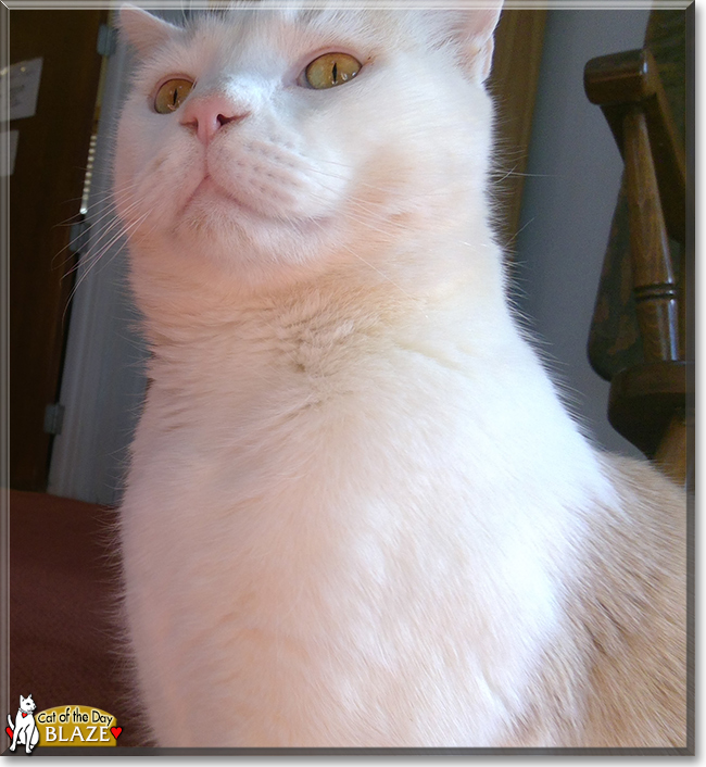 Blaze the Bicolor Shorthair, the Cat of the Day