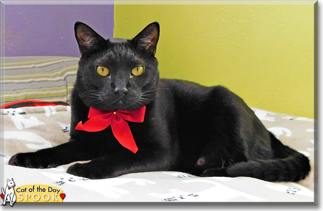 Spooky the House Cat, the Cat of the Day