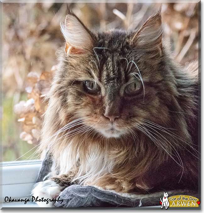 Arwen the Maine Coon, the Cat of the Day