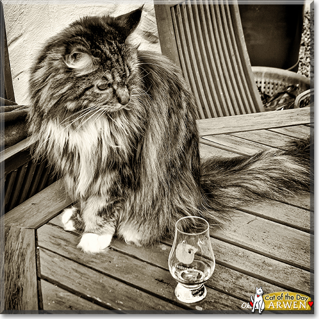 Arwen the Maine Coon, the Cat of the Day