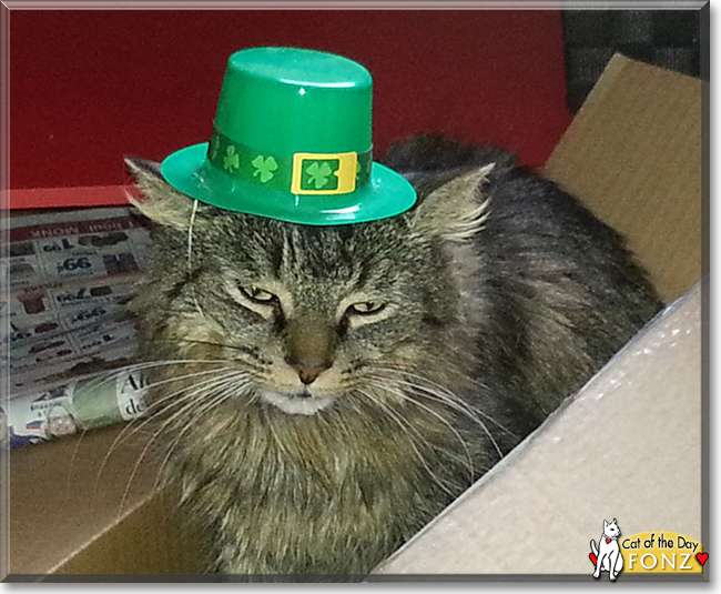 Fonz the Longhair Tabby, the Cat of the Day