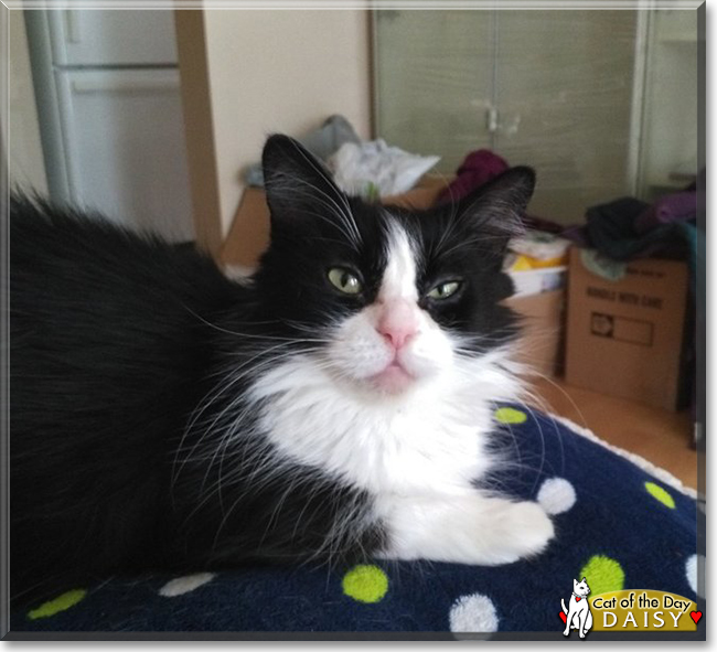 Daisy the Tuxedo Cat, the Cat of the Day