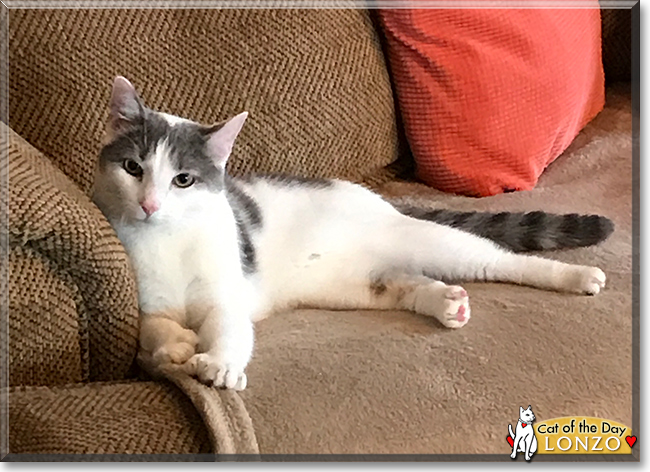 Lonzo the Shorthair Cat, the Cat of the Day