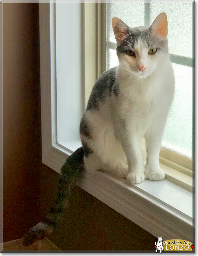 Lonzo the Shorthair Cat, the Cat of the Day