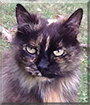 Evee the Long-haired tortoiseshell