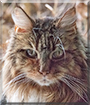 Arwen the Maine Coon