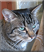 Cerise the Tabby Cat