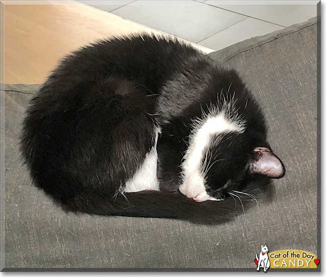 Candy the Tuxedo Cat, the Cat of the Day