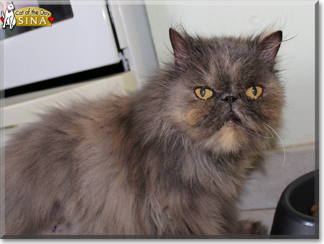 Sina the Persian, the Cat of the Day